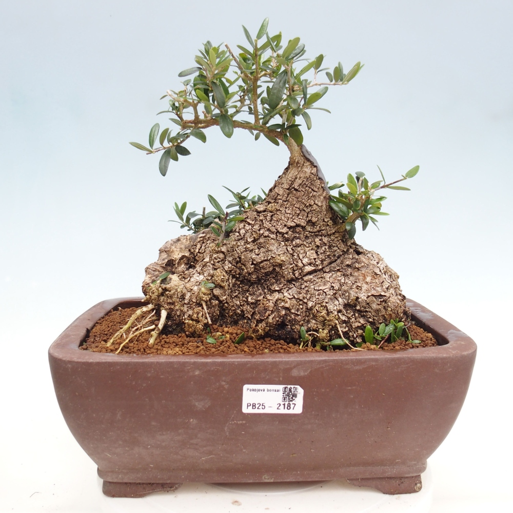 Kryte bonsai - Olea europaea sylvestris - Europejska oliwa z małych liści