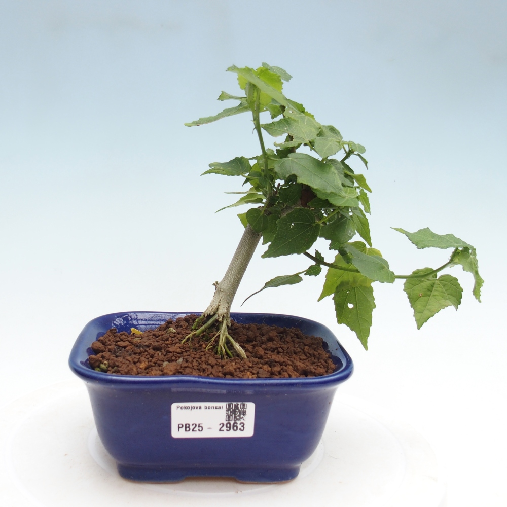 Kryte bonsai - Malvaviscus arboreus - hibiskus drzewny