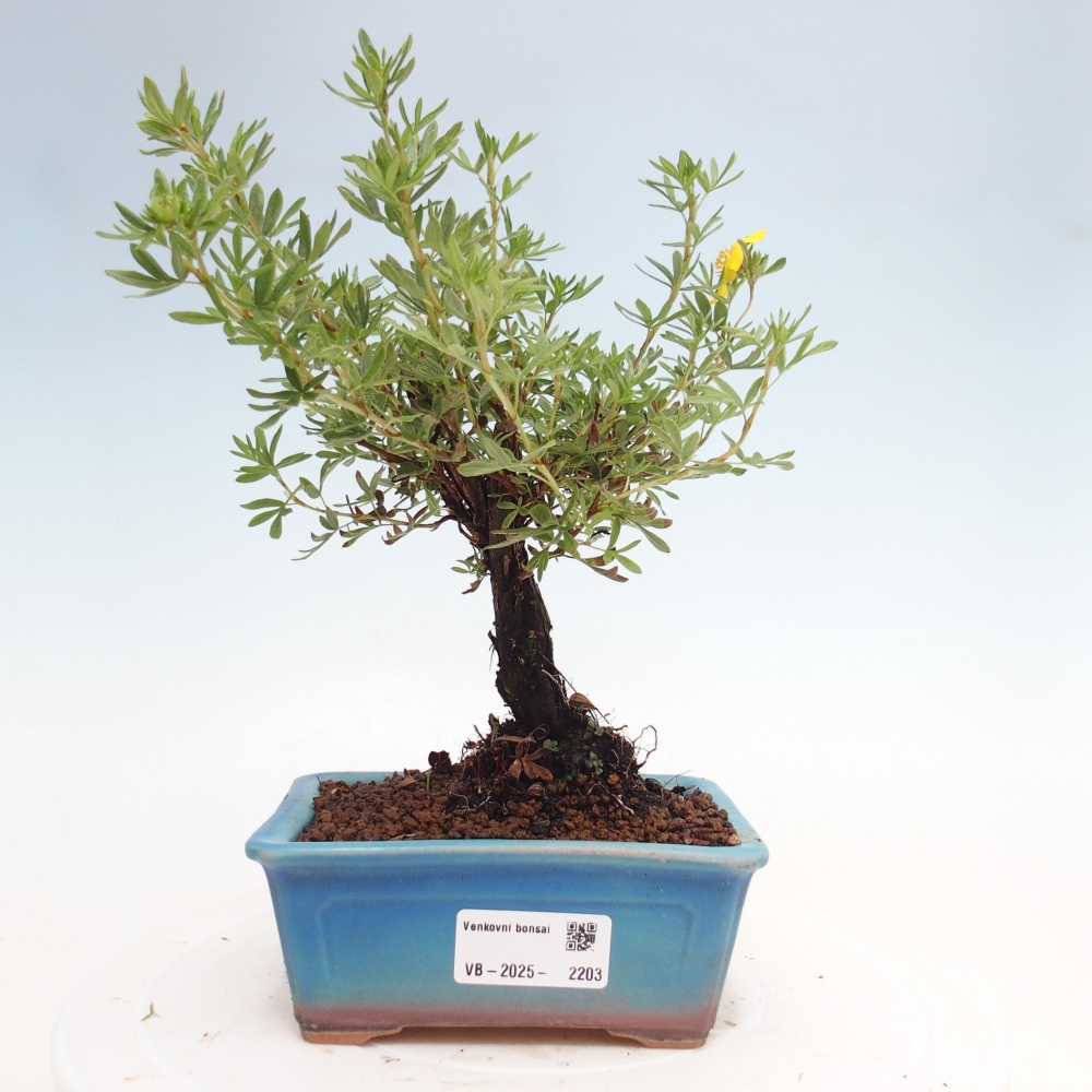 Outdoor bonsai-Pięciolistnik - Potentila fruticosa żółty Ptak