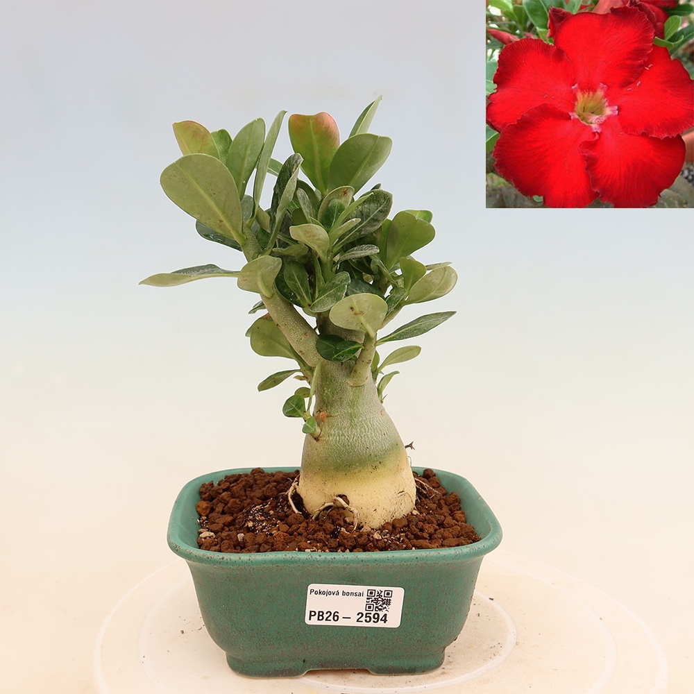 Bonsai pokojowe – Adenium obesum Red Star – Róża pustynna
