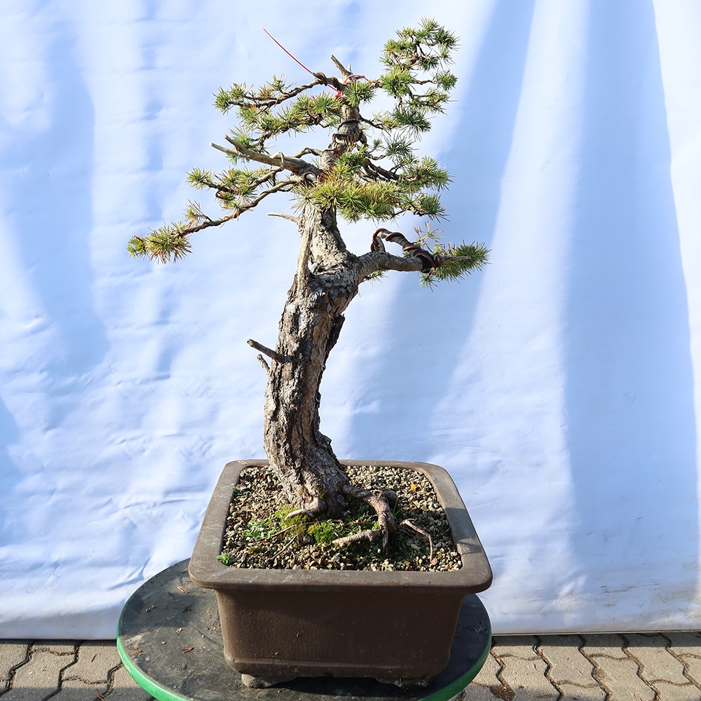 Pinus sylvestris Hiszpania – sosna zwyczajna
