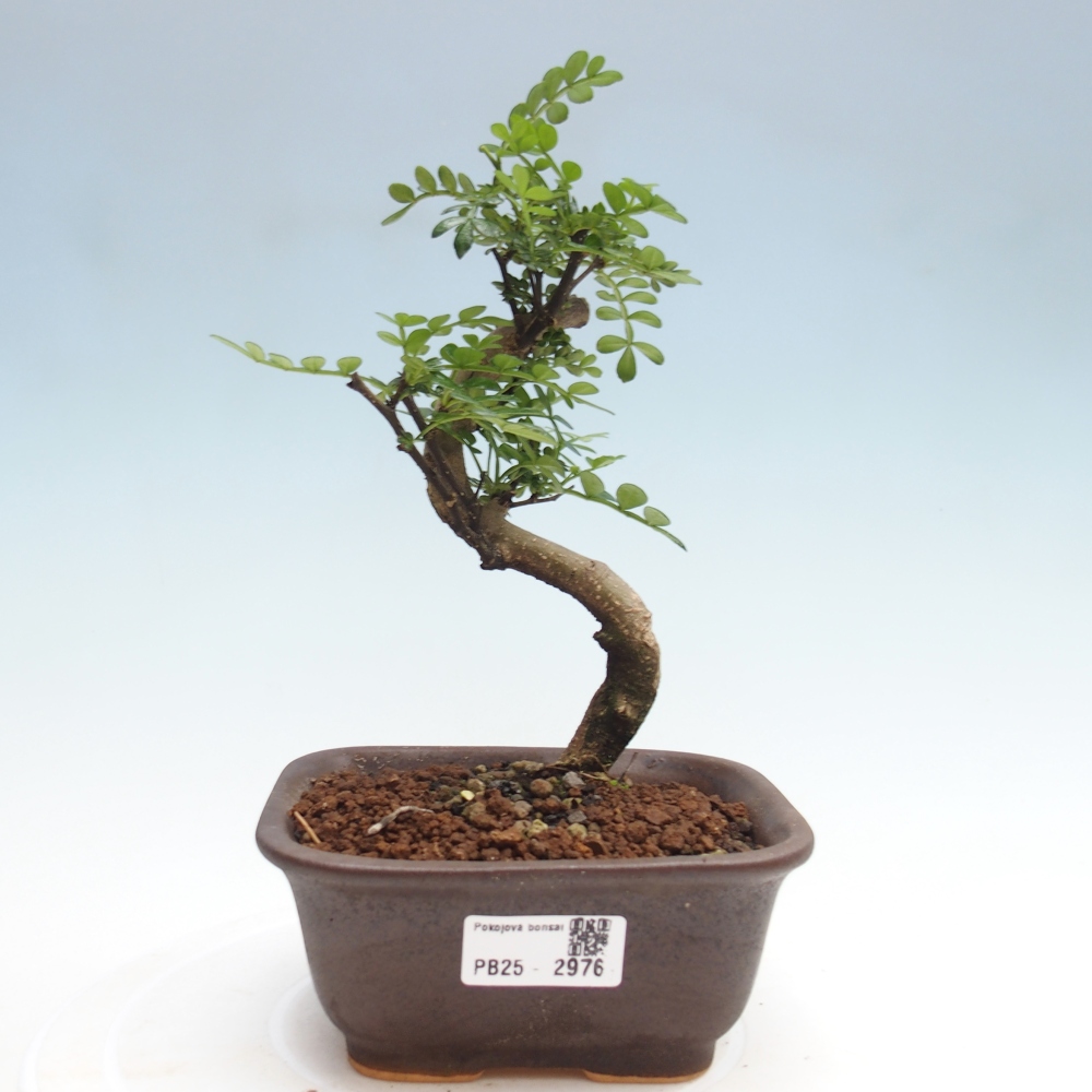 Bonsai do wnętrz - Zantoxylum piperitum - Mięta pieprzowa