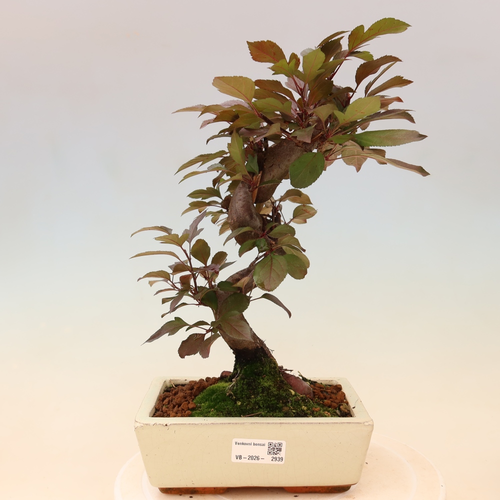 Outdoor bonsai - Malus domestica - Jabłoń czerwonolistna o małych owocach