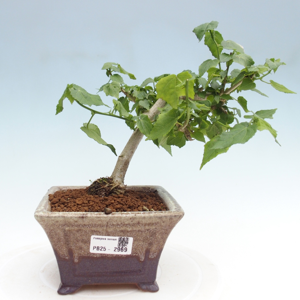 Kryte bonsai - Malvaviscus arboreus - hibiskus drzewny