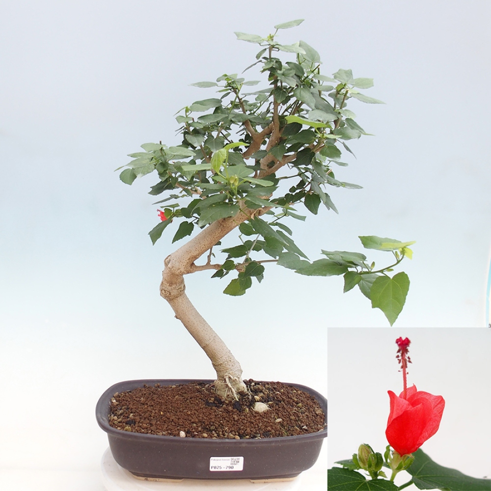 Kryte bonsai - Malvaviscus arboreus - hibiskus drzewny
