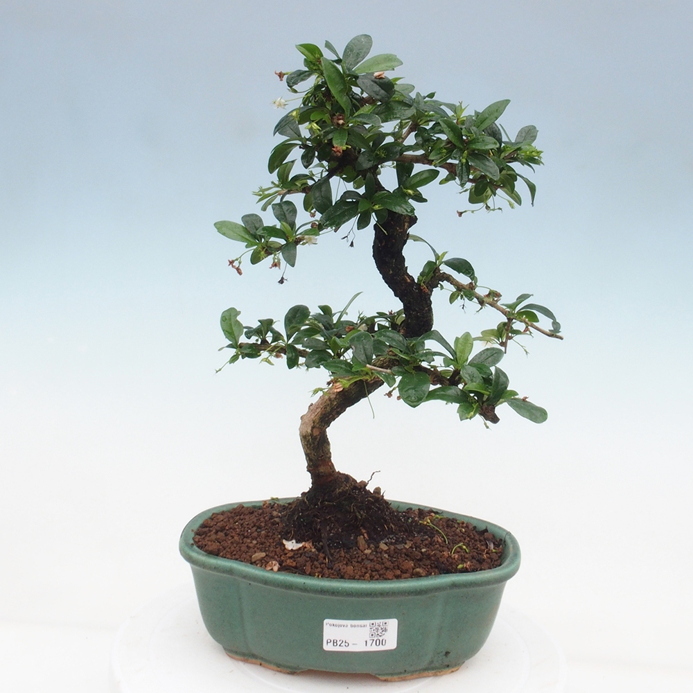 Pokój bonsai - Carmona macrophylla - Tea fuki