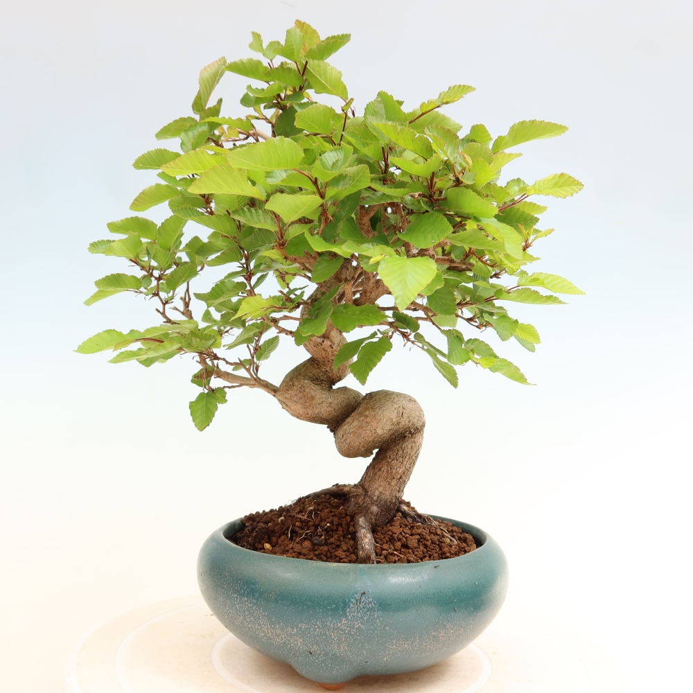 Outdoor bonsai - Carpinus coreana - grab koreański