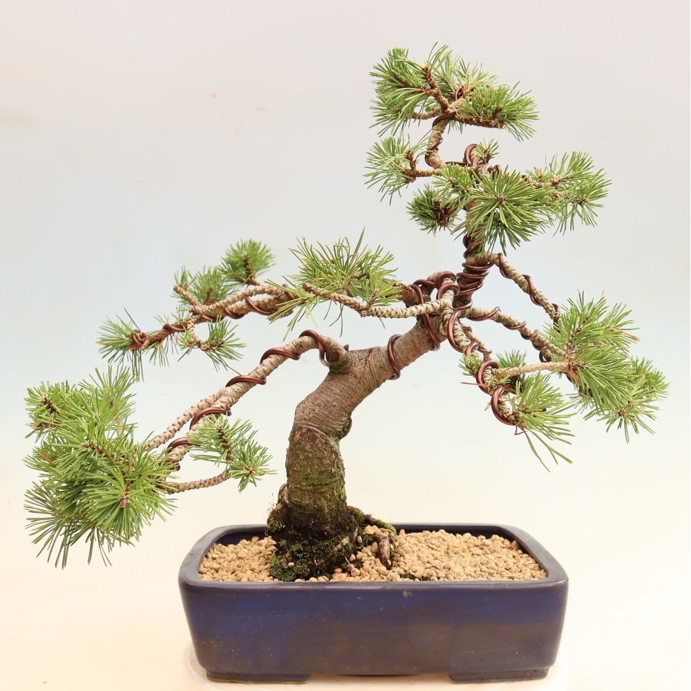 Bonsai ogrodowe – Pinus mugo Humpy – sosna karłowata