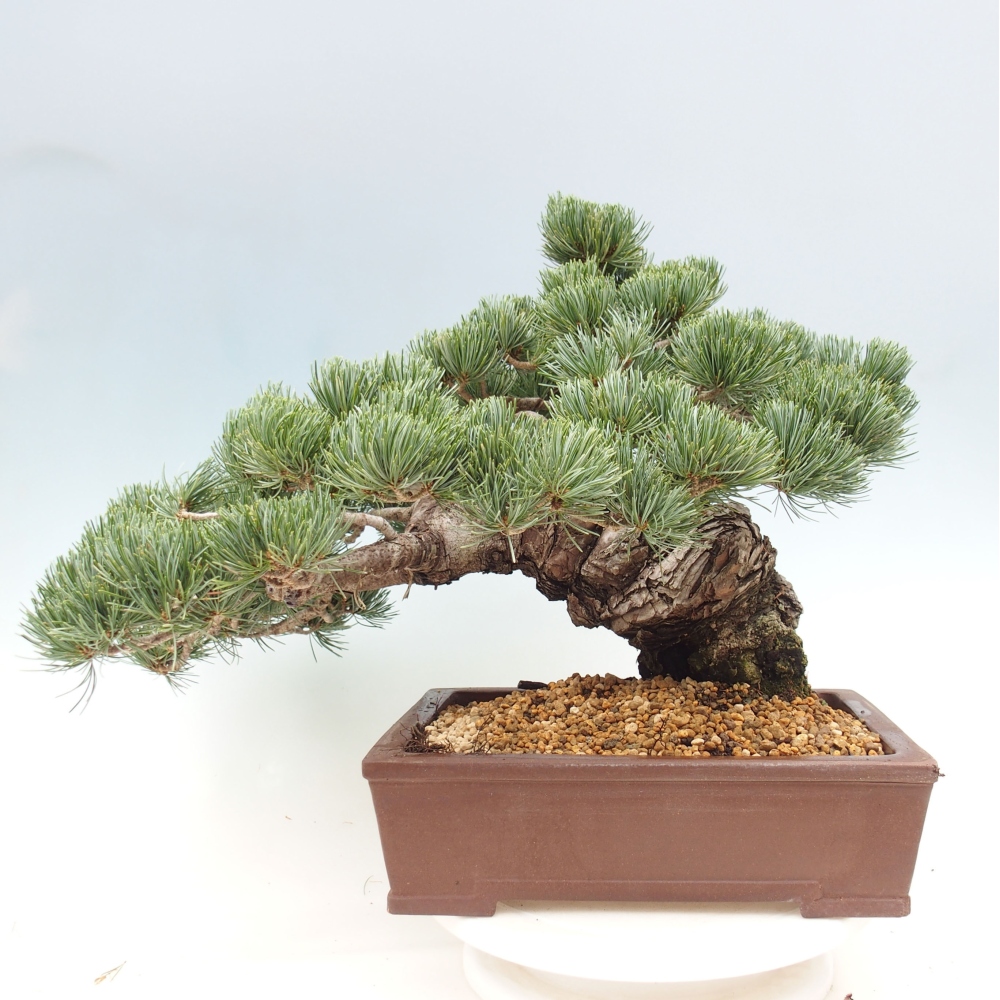 Outdoor bonsai - Pinus parviflora - Mała sosna