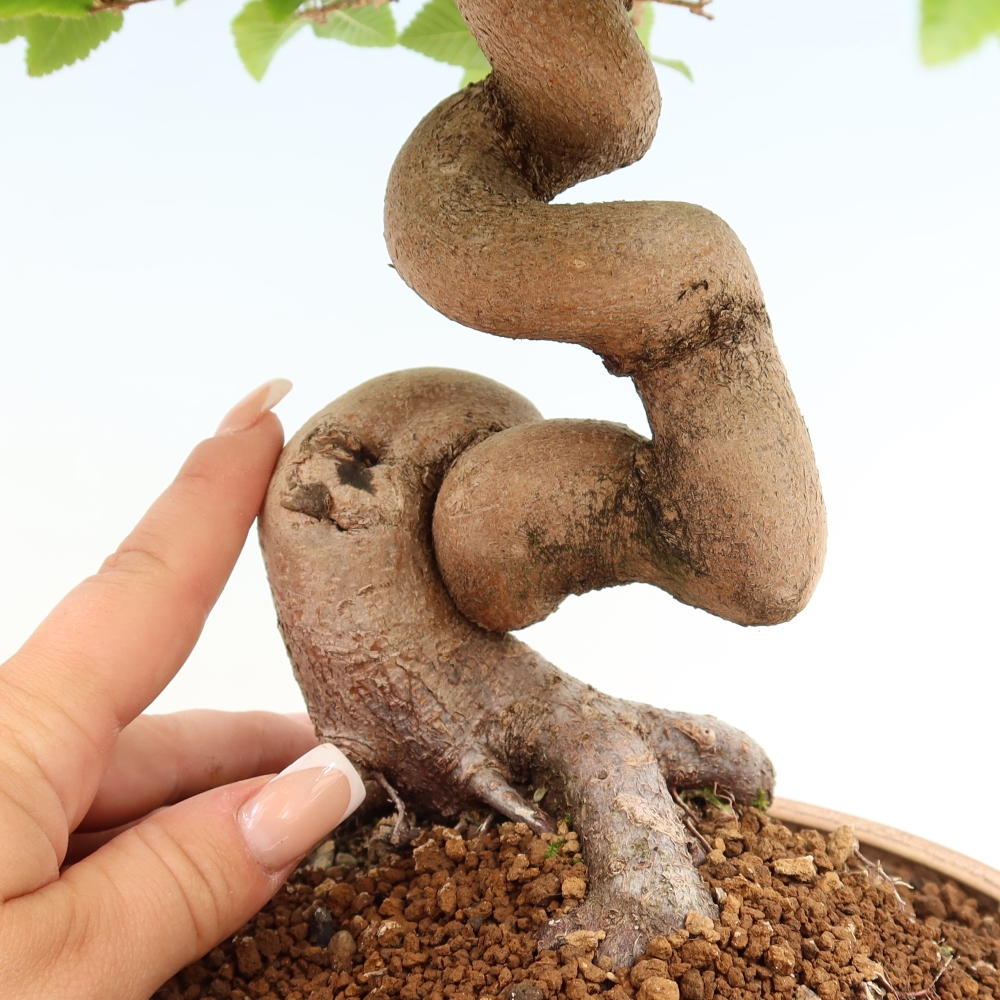 Outdoor bonsai - Carpinus coreana - grab koreański
