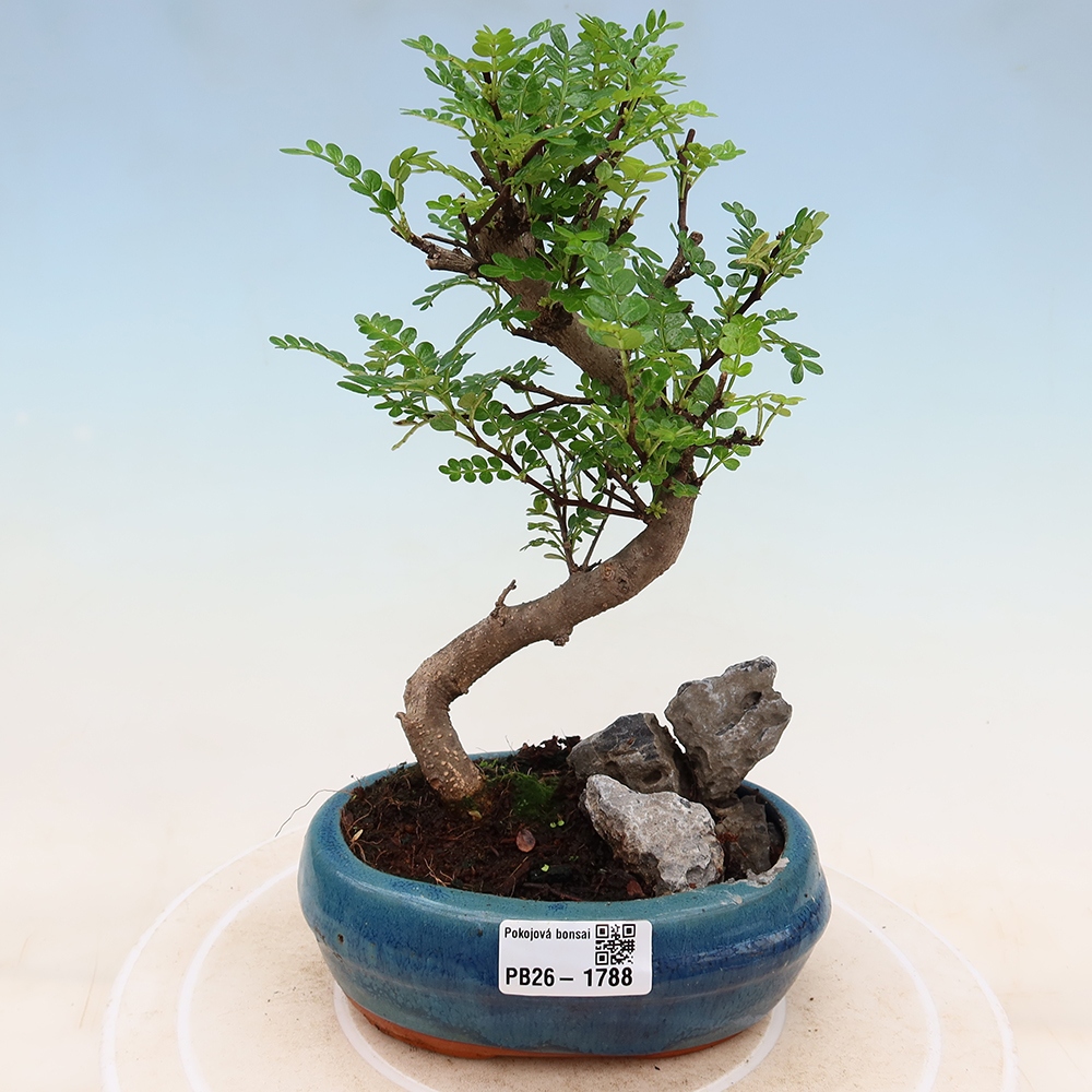 Pokój bonsai - Zantoxylum piperitum - drzewo pieprzowe