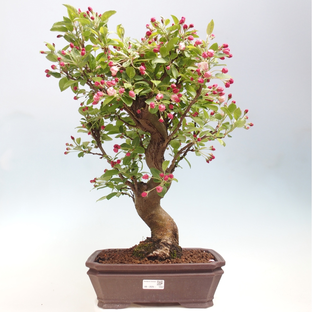 Outdoor bonsai - Malus halliana - Jabłoń drobnoowocowa