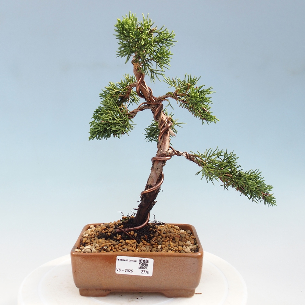 Bonsai zewnętrzne - Juniperus chinensis Kishu - Jałowiec chiński