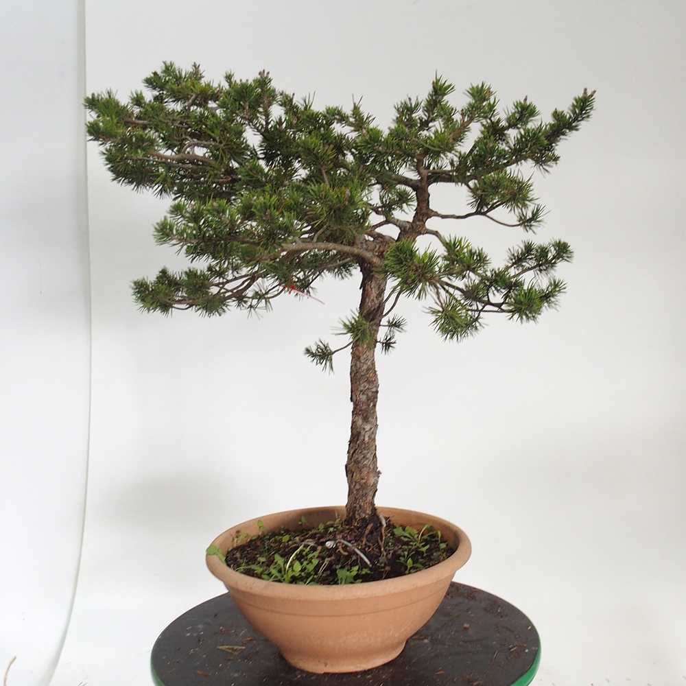 Yamadori - Pinus sylvestris Hiszpania