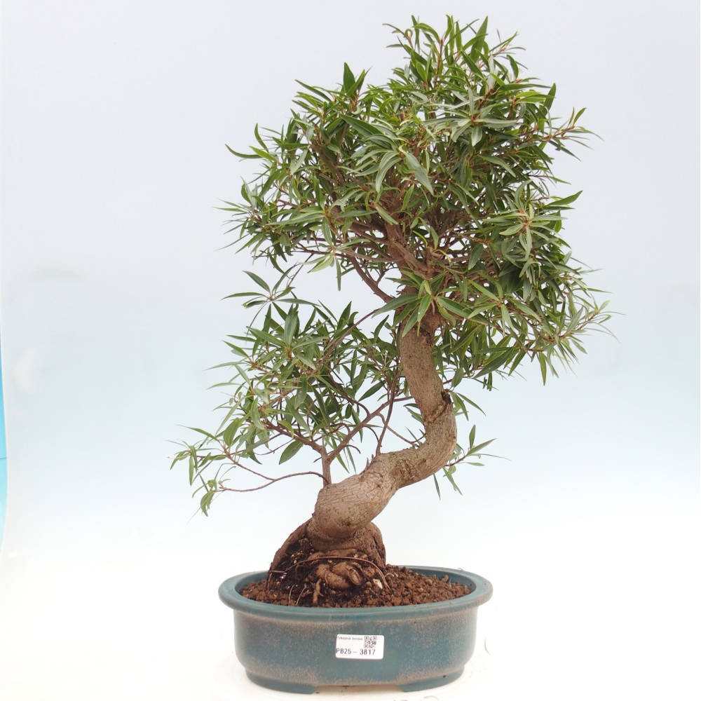 Pokój bonsai - Ficus nerifolia - figowiec drobnolistny