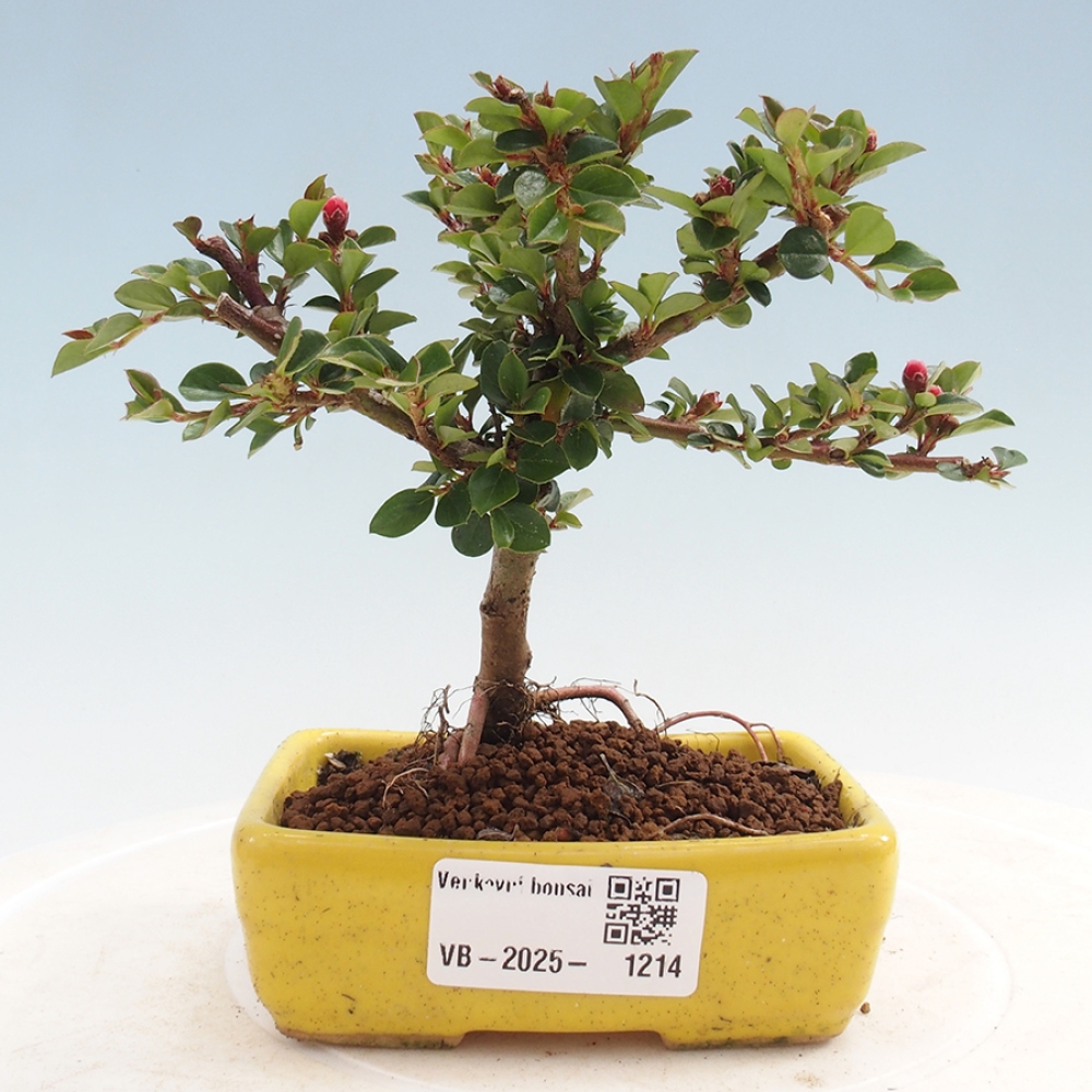 Plenerowe bonsai - Irga pozioma - Drzewo skalne