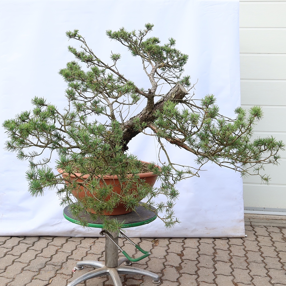 Pinus sylvestris Hiszpania – sosna zwyczajna