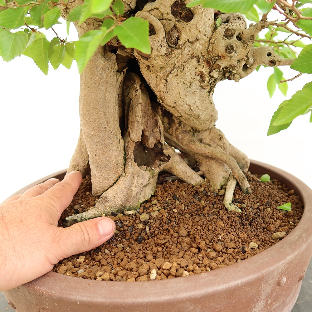Bonsai plenerowe - Carpinus Coreana - grab koreański