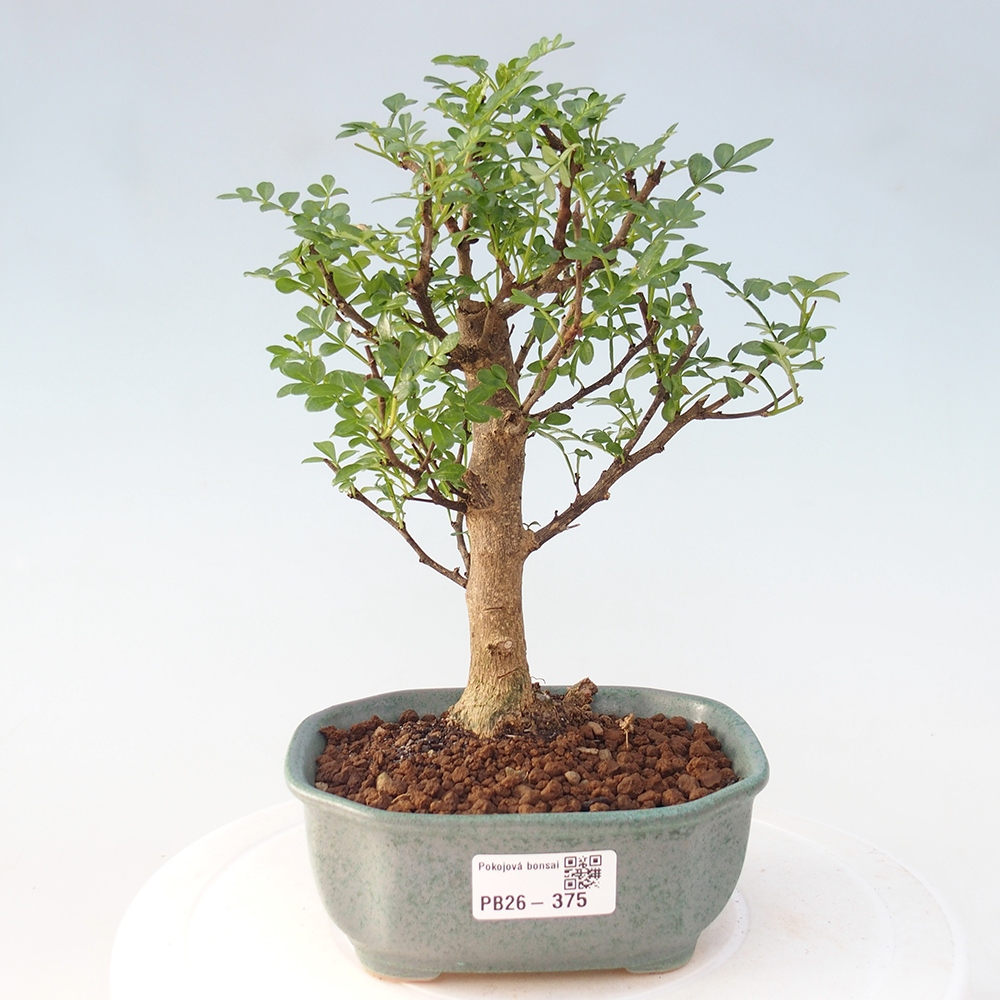 Pokój bonsai - Zantoxylum piperitum - drzewo pieprzowe