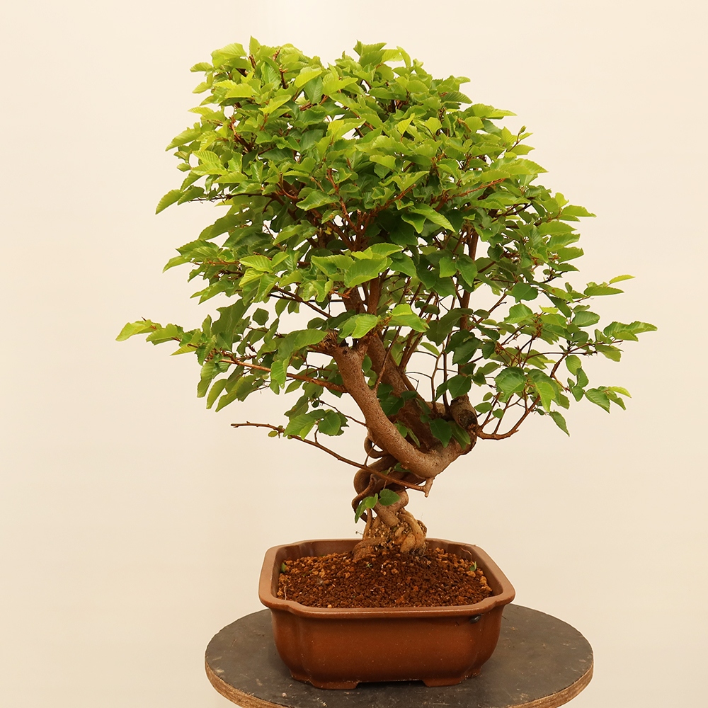 Bonsai plenerowe - Carpinus Coreana - grab koreański