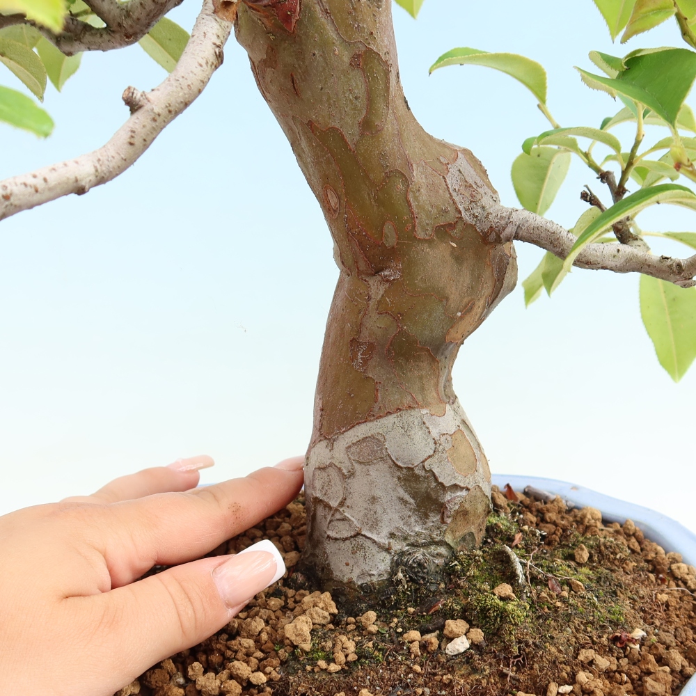 Outdoor bonsai - Pseudocydonia sinensis - pigwa chińska