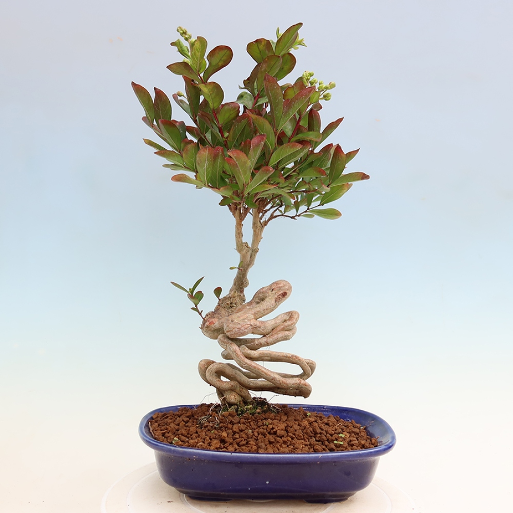 Bonsai pokojowe – Lagerstroemia indica – bz indyjski