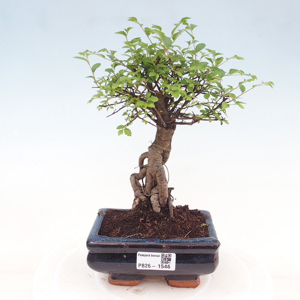 Pokój bonsai - Ulmus parvifolia - Wiąz drobnolistny