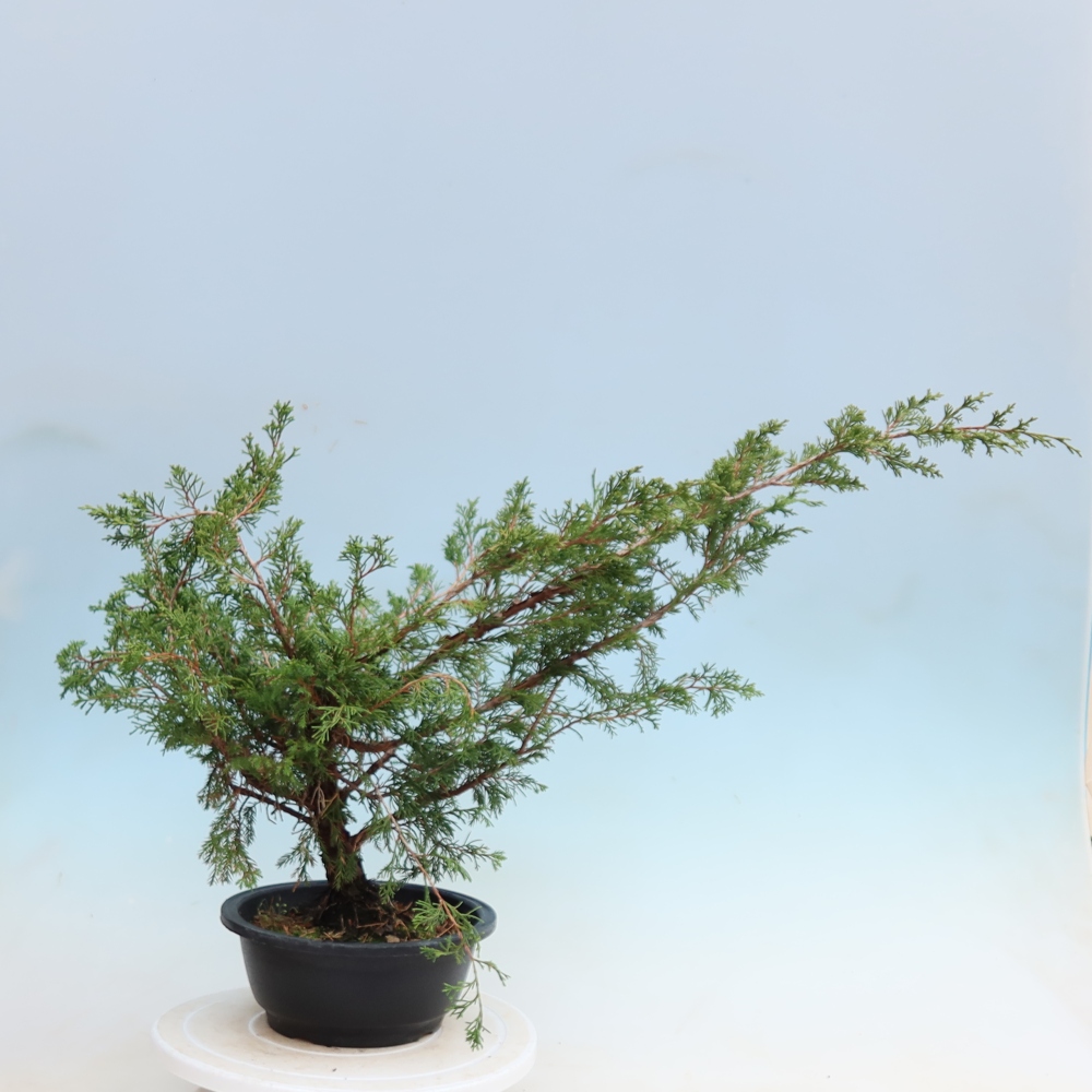 Bonsai ogrodowe – Juniperus chinensis Itoigawa – jałowiec chiński