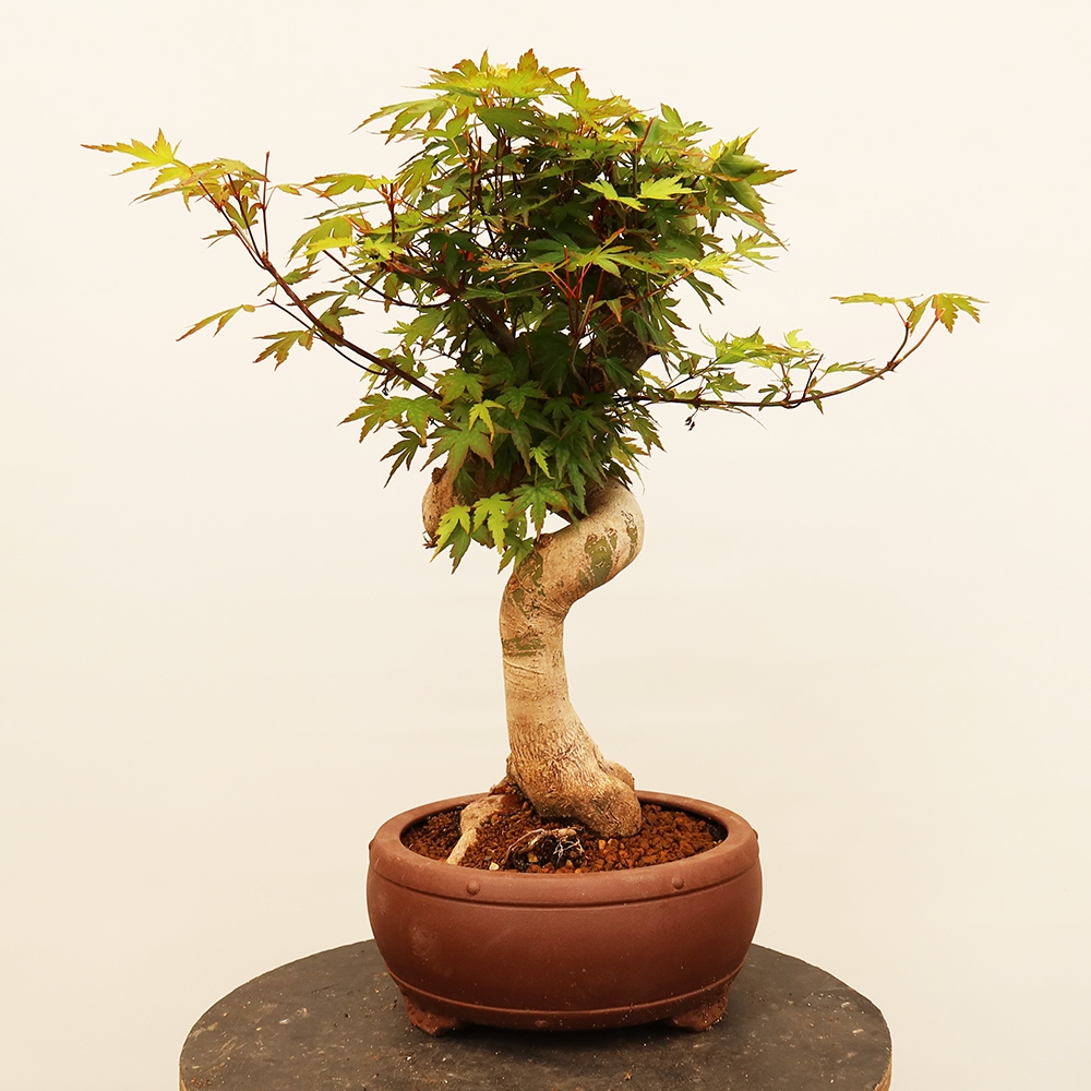 Outdoor bonsai - Klon palmowy - Palmy