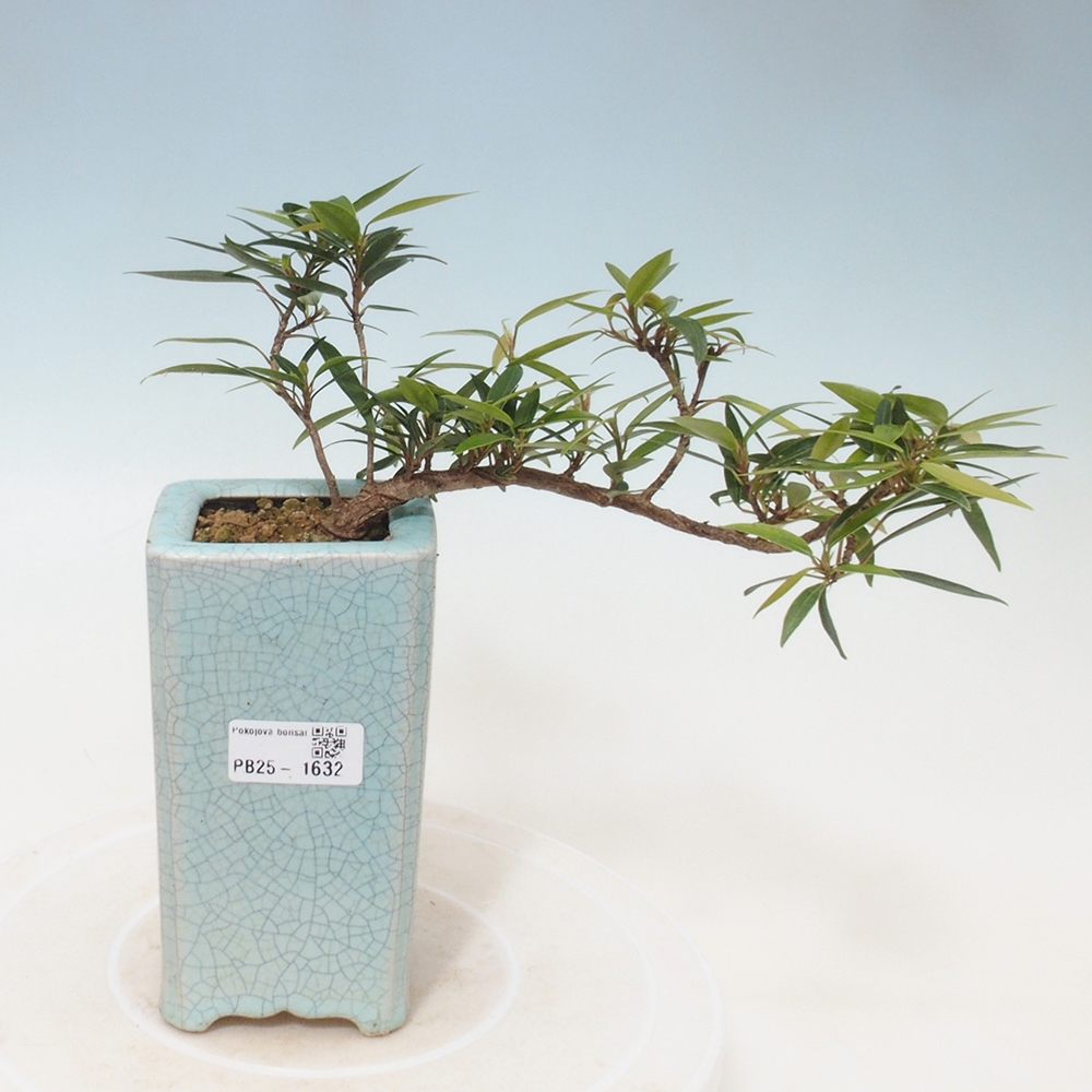 Bonsai wewnętrzne - Ficus nerifolia - figowiec drobnolistny