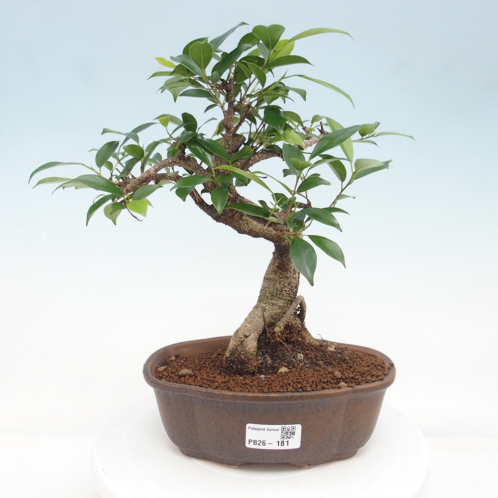 Kryty bonsai - Ficus retusa - figowiec drobnolistny