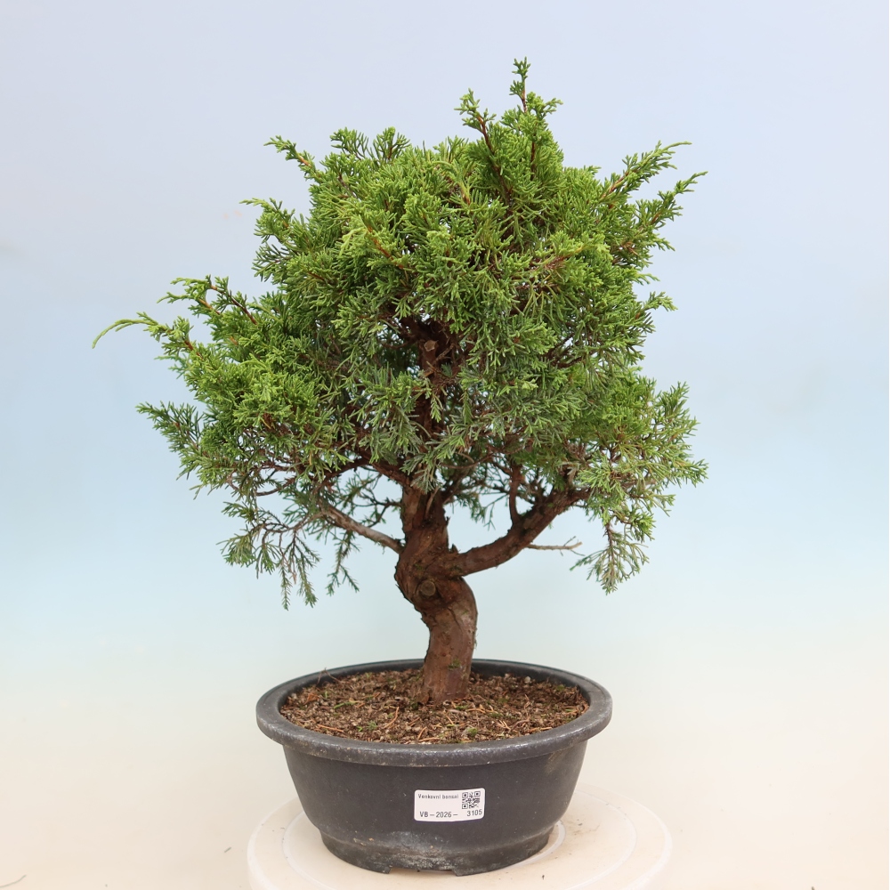 Bonsai ogrodowe – Juniperus chinensis Itoigawa – jałowiec chiński