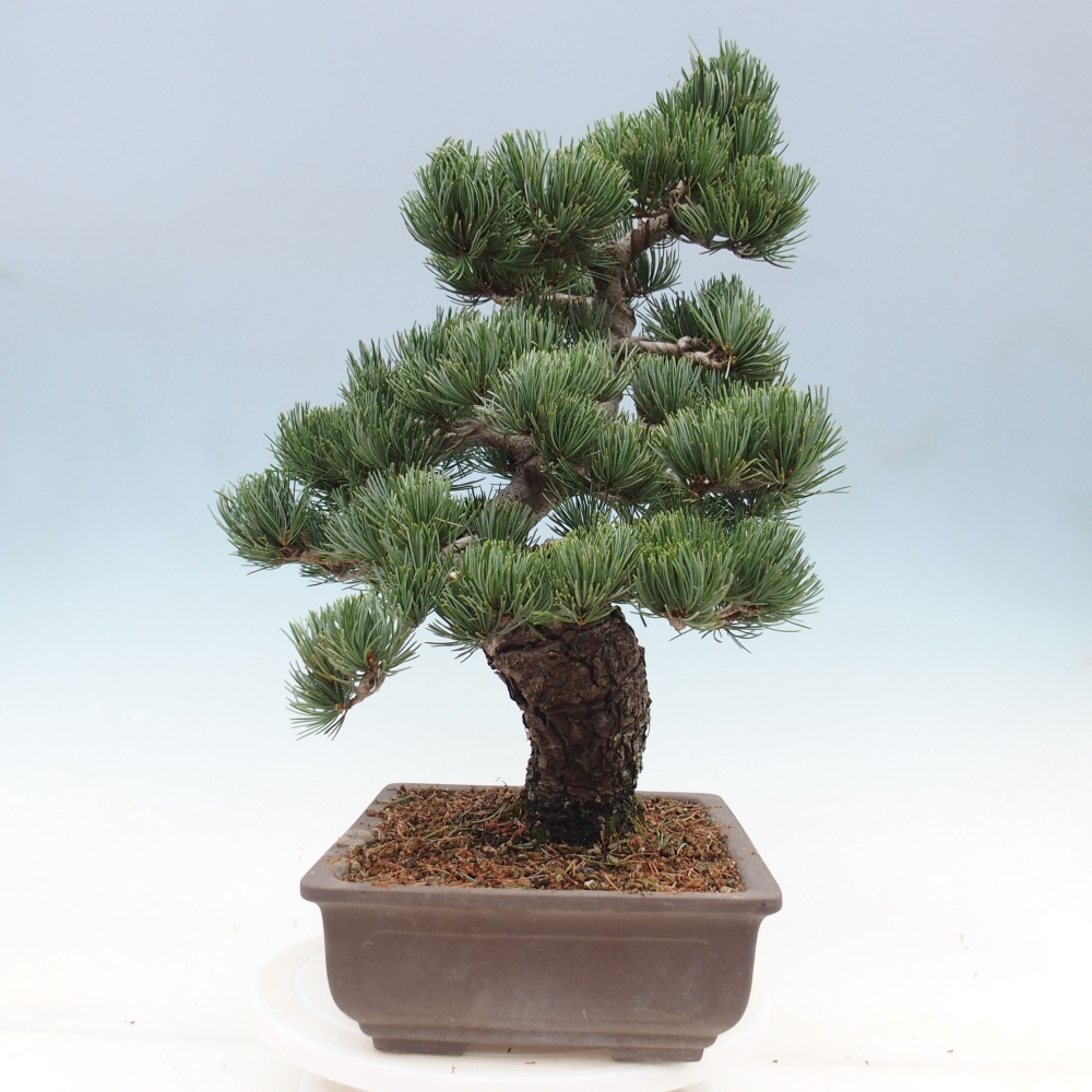 Outdoor bonsai - Pinus parviflora - Mała sosna