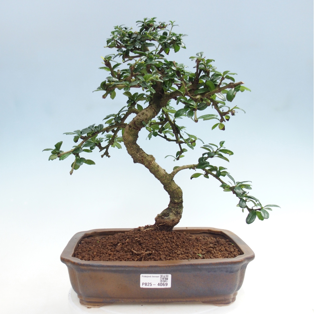 Bonsai pokojowe - Carmona macrophylla - Tea fuki