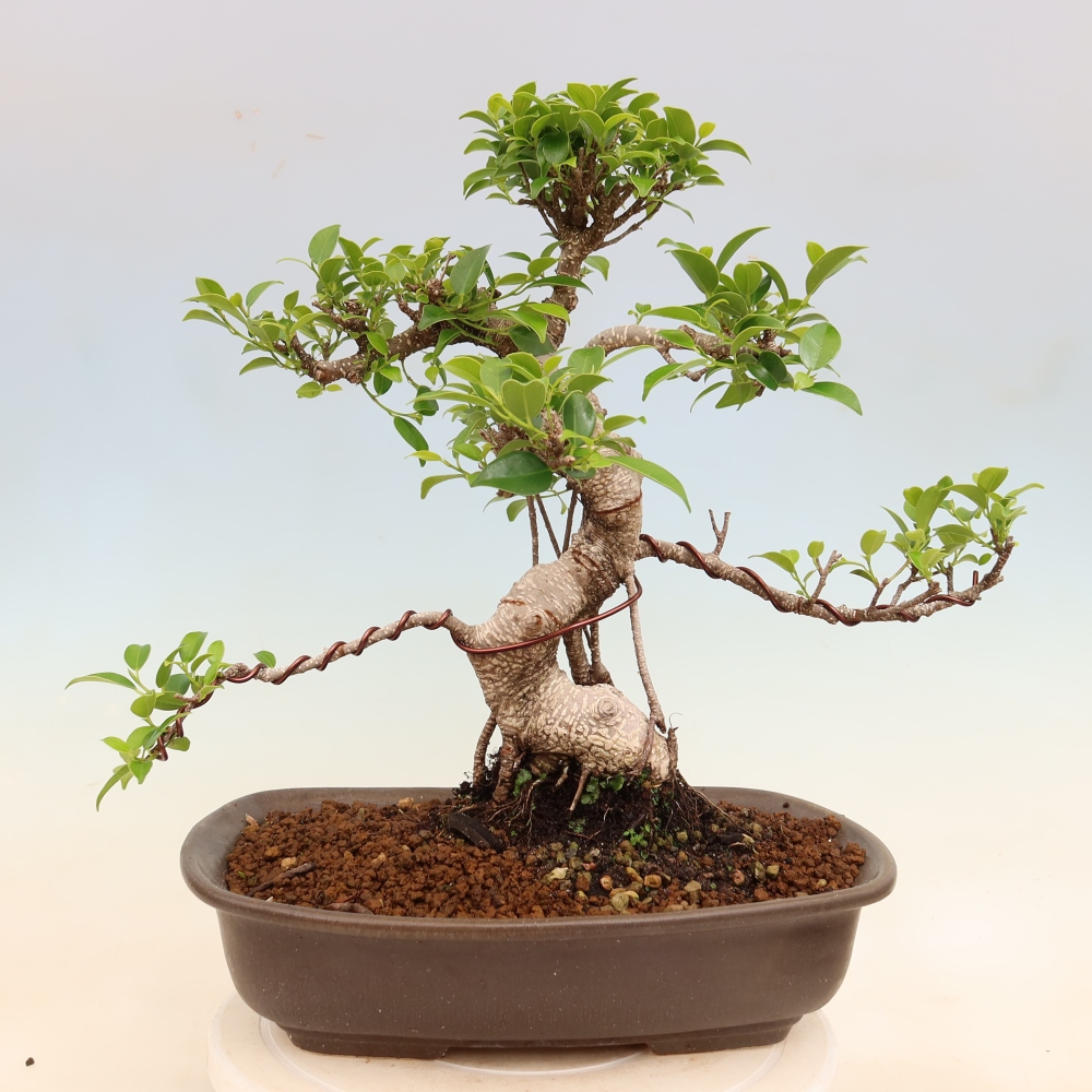 Pokój bonsai - Ficus kimmen - figowiec drobnolistny