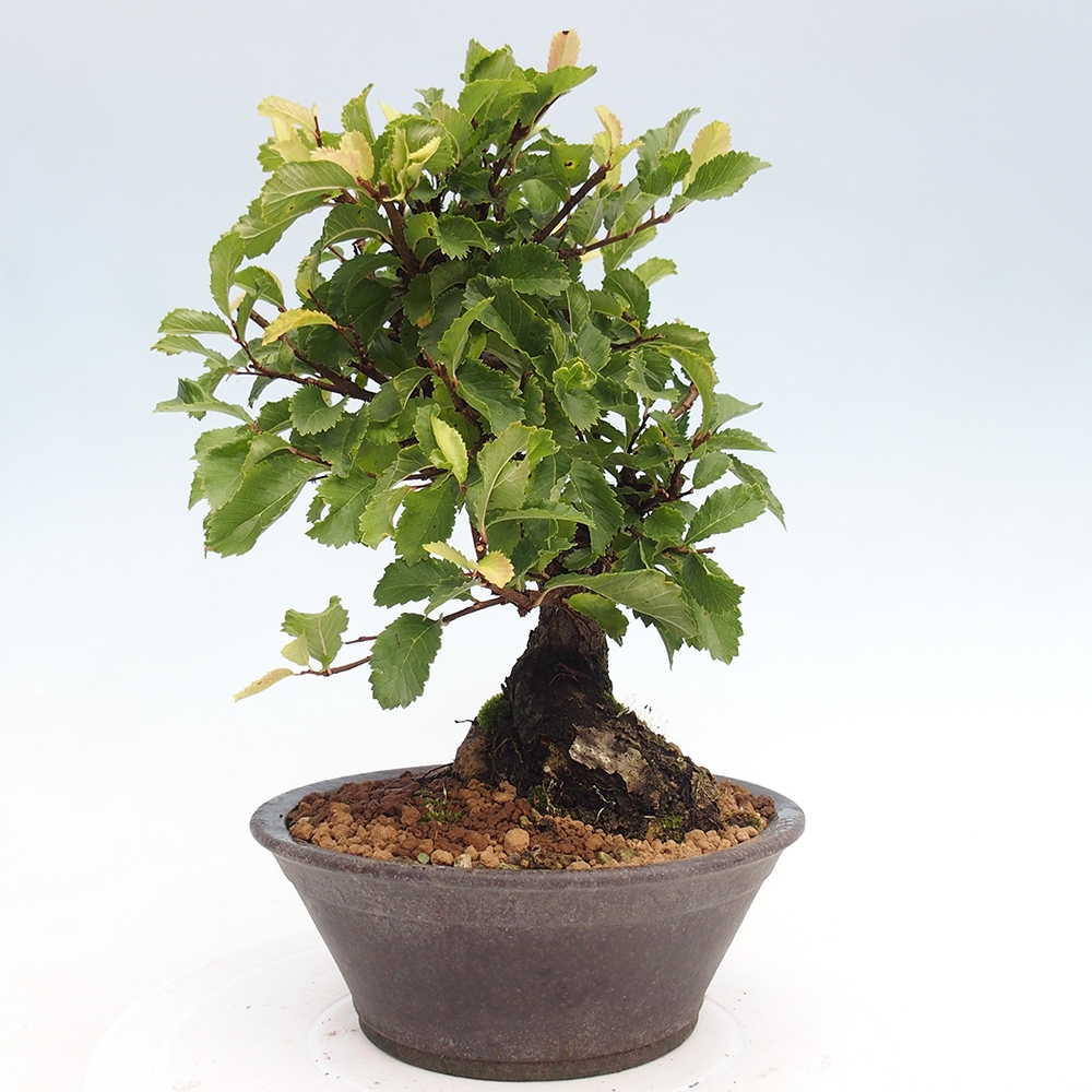Bonsai zewnętrzne - Zelkova - Zelkova NIRE