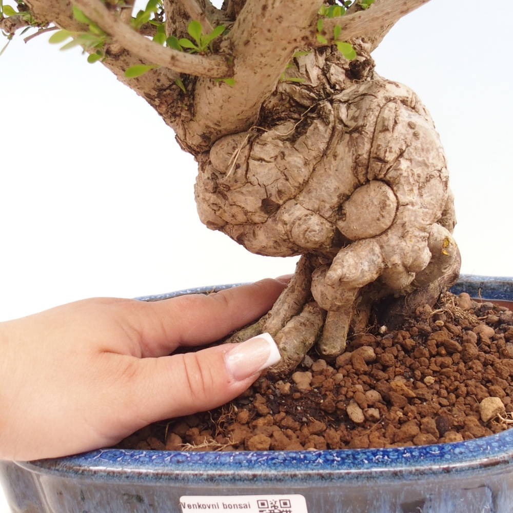 Bonsai zewnętrzne - Berberis coreana