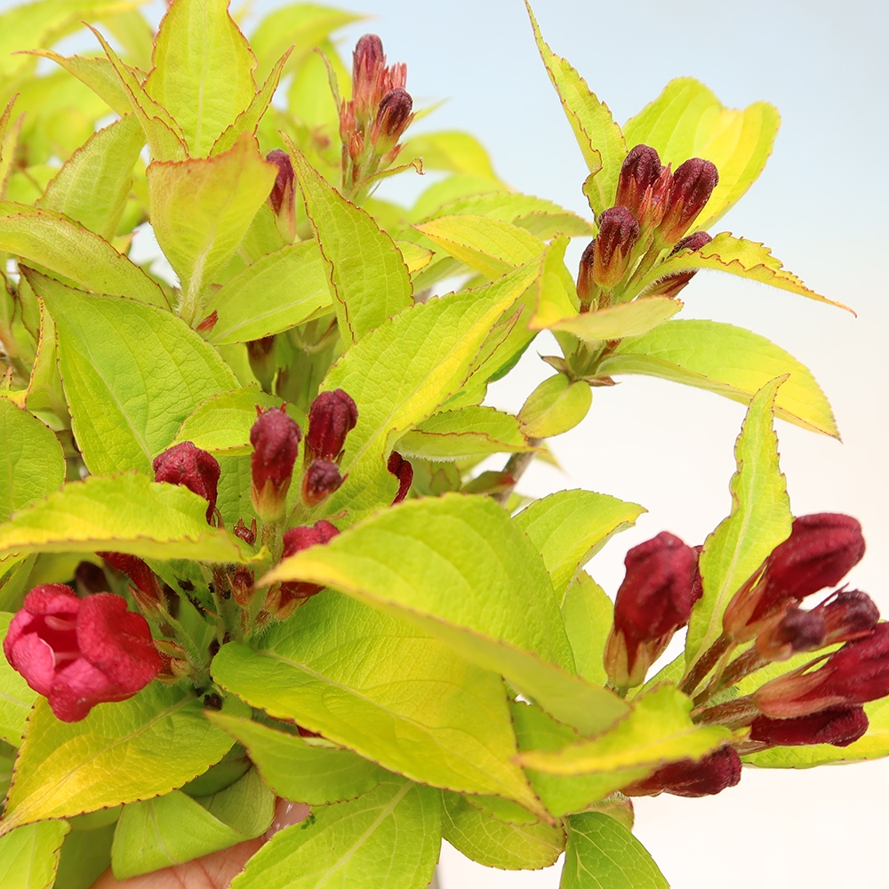 Bonsai ogrodowe – Weigela subsessilis – Weigela koreańska