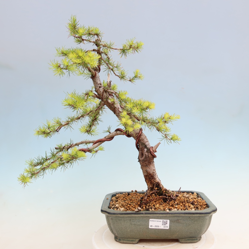 Bonsai zewnętrzne - Larix decidua - Modrzew