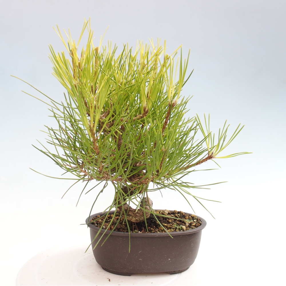 Bonsai ogrodowe - Pinus thunbergii - Sosna Thunbergia