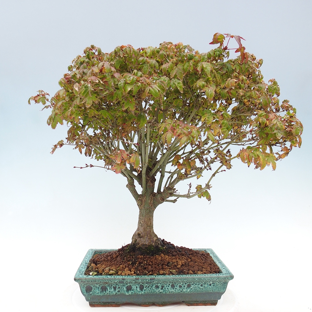 Acer palmatum KIOHIME - klon palmowy