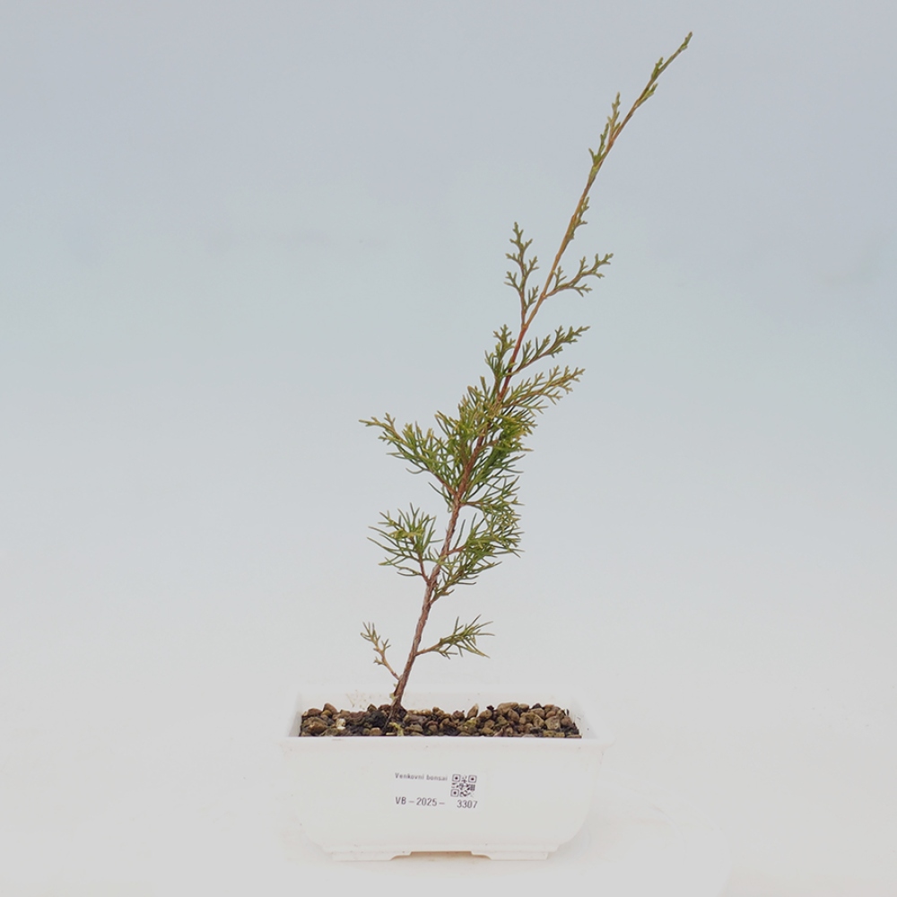 Outdoor bonsai - Juniperus chinensis Itoigawa - Jałowiec chiński