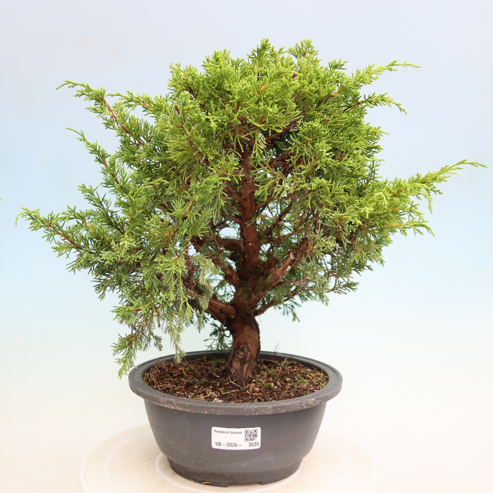 Bonsai ogrodowe – Juniperus chinensis Itoigawa – jałowiec chiński