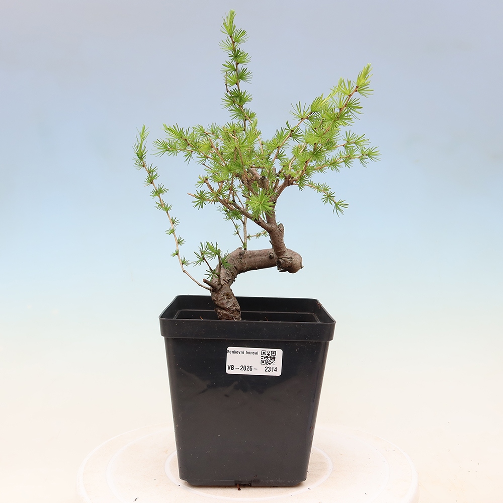Bonsai zewnętrzne - Larix decidua - Modrzew