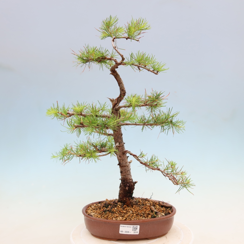 Bonsai zewnętrzne - Larix decidua - Modrzew