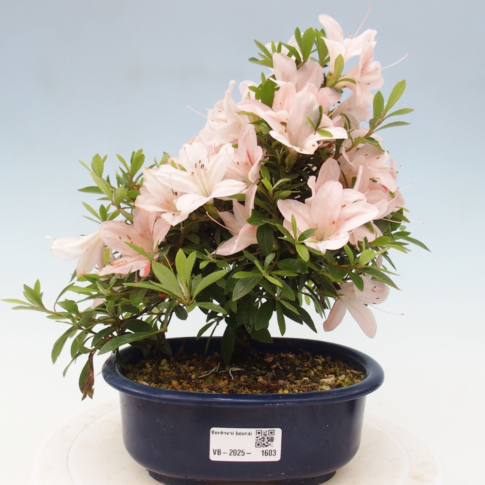 Bonsai ogrodowe - azalia japońska - Azalea Nikko