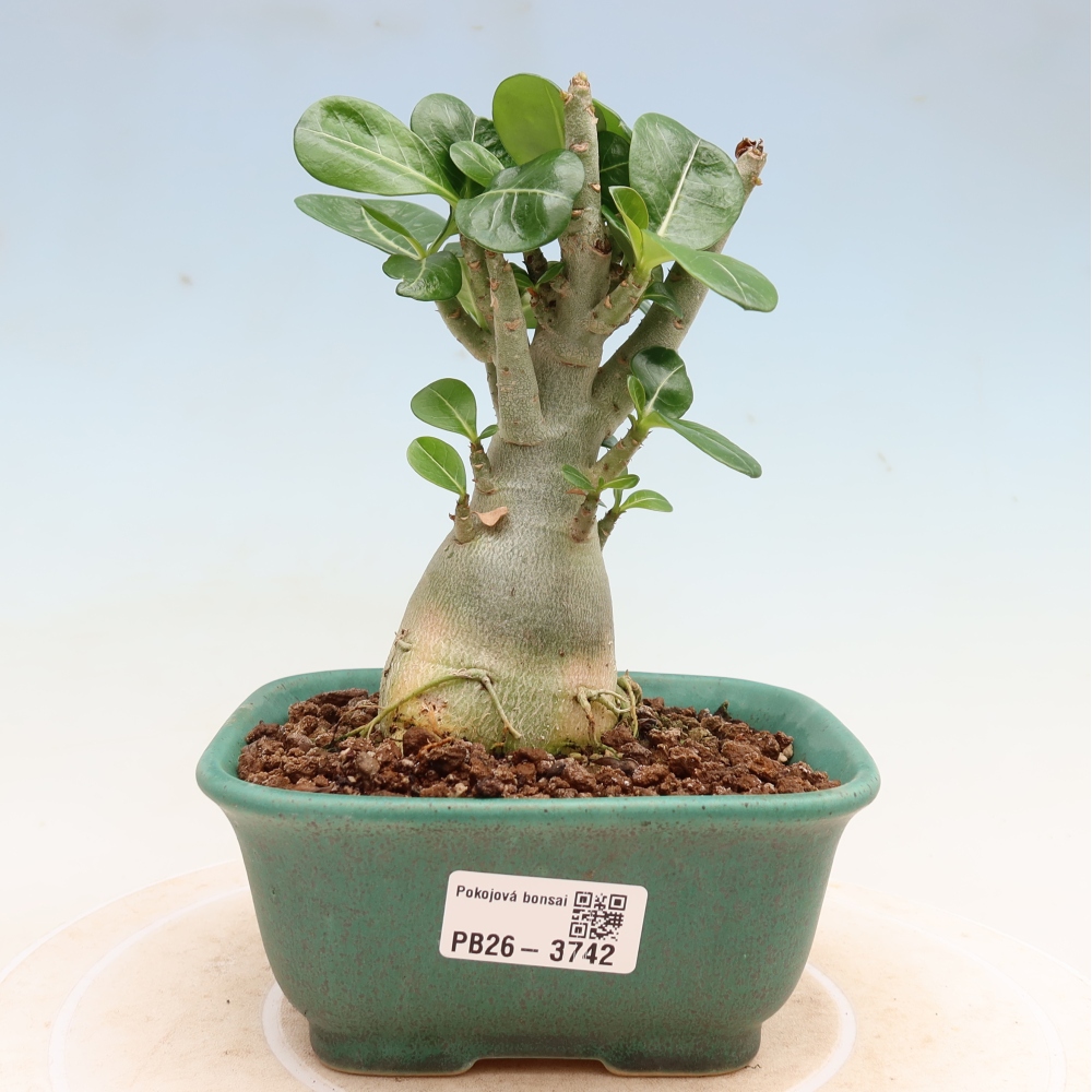 Bonsai pokojowe – Adenium obesum Red Star – Róża pustynna