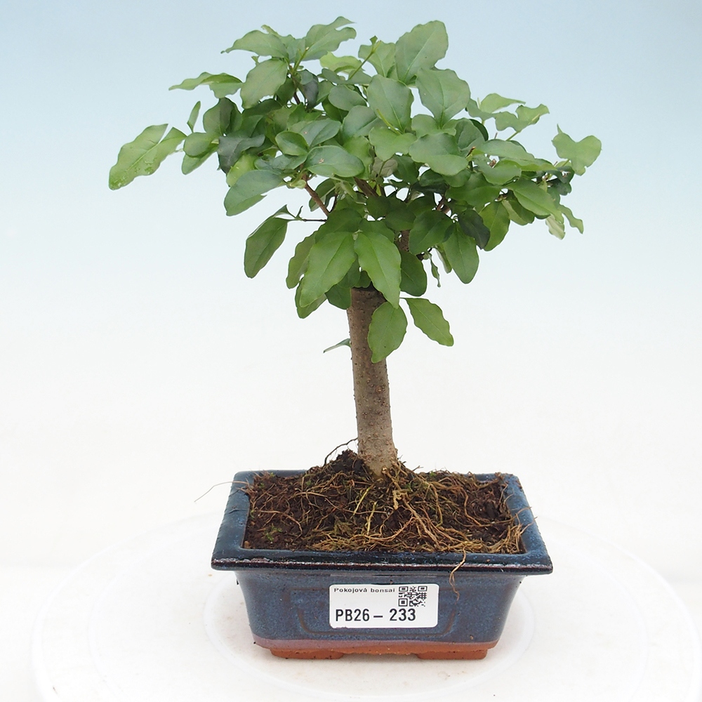 Pokój bonsai - Ligustrum chinensis - Dziób ptaka