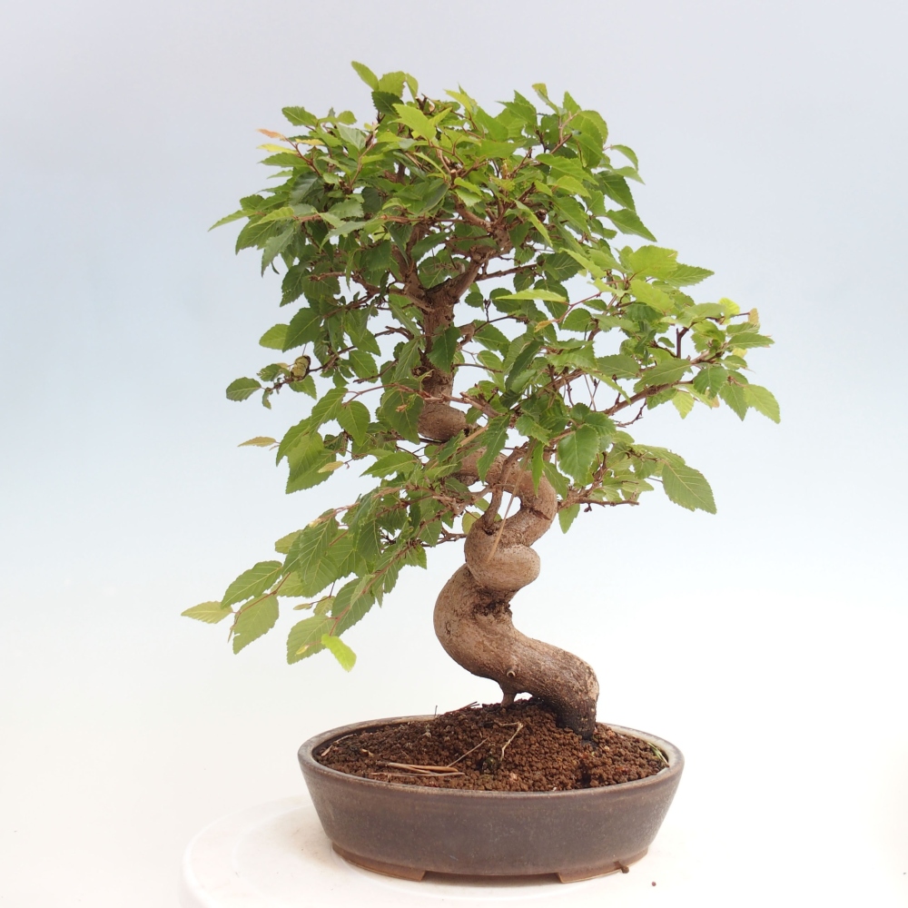 Bonsai zewnętrzne -Carpinus CARPINOIDES - grab koreański