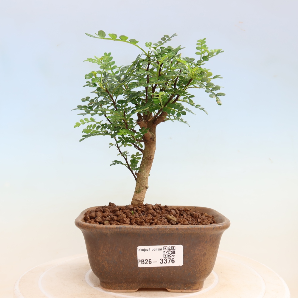 Pokój bonsai - Zantoxylum piperitum - drzewo pieprzowe